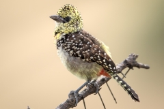 a D' Arnaud's Barbet Poses