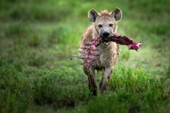 Hyenia with a bone