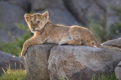 The rock lounger