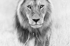 face to face with a lion walking