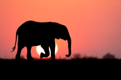 Walking elephant silhouette at sunset