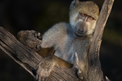 A baboon chilling out with his head against a branch