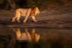 A slow shutter speed pan of a lion and his reflection