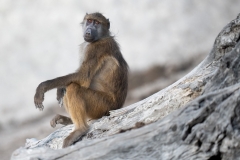 A baboon chilling on a log at the beach