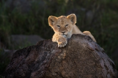 Hanging out on a rock