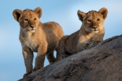 Cubs on watch