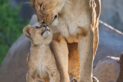 Motherly love
