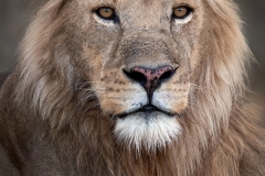 Lion Headshot