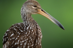 Limpkin in profile with green background