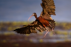 Glossy Ibis wth wings spread and landing