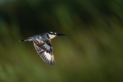 Pied kingfisher in flight against a green background