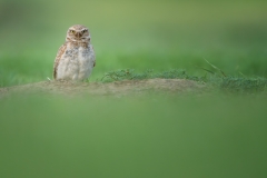 Burrowing owl on a prairie dog mound with lush green grass