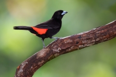 Scarlet Rumped Tanager