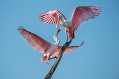 Spoonbills spreading their wings