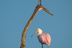 Spoonbills posing on a dead branch