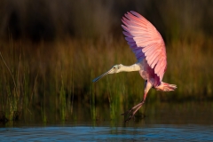 Spoonbill coming in for a landing
