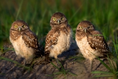 Theree burrowing owls