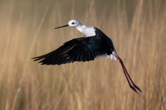 Black wing stilt in flight