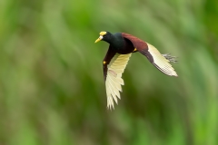 A northern jacana in flight
