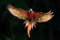 Scarlet macaw backlit in flight