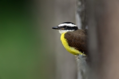 A great kiskadee sitting on a fence