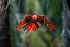 Macaw Flying Between The Trees