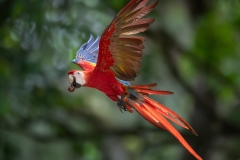 Scarlet Macaw in flight with palm fruit