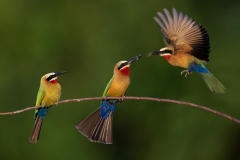 Bee Eaters swapping bugs
