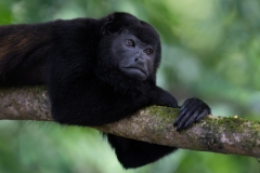 Howler monkey looking into the forest