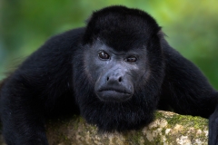 Howler monkey staring down the camera