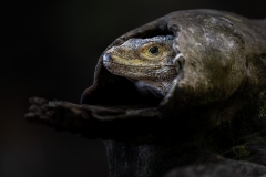 A Black spiny-tailed iguana peeking out of a log