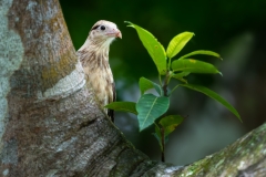 A yellow-headed cara cara peeking around a tree