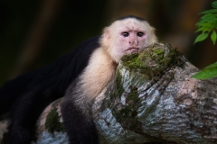 A white faced monkey taking a break