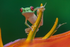 Baby Red-Eyed Tree Frog