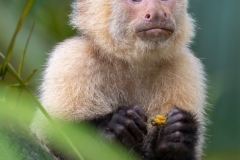 White face monkey with a shy expression