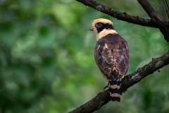 Laughing Falcon in the rainforest