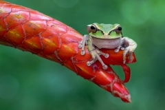 A masked tree frog just hanging out on a red flower