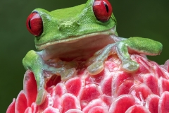 Red-eyed tree frog peeking over a flower
