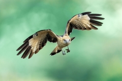 A yellow-headed cara cara flying towards the camera