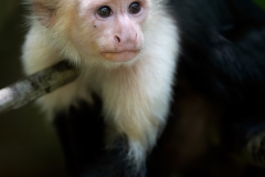 Whate-faced monky hanging over a branch