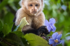 Flower Picker