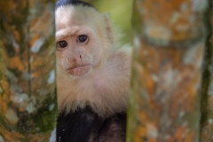 A white faced monkey peeks through bamboo