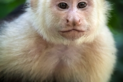 Portrait of a Whit Face Monkey