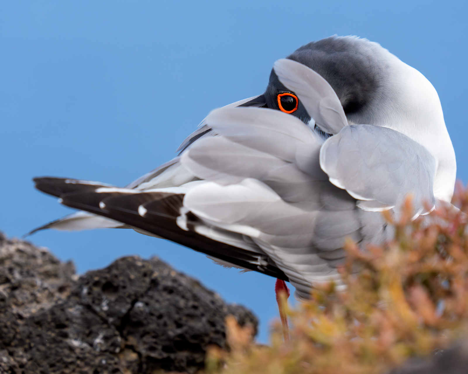 Galápagos Islands - Backcountry Gallery