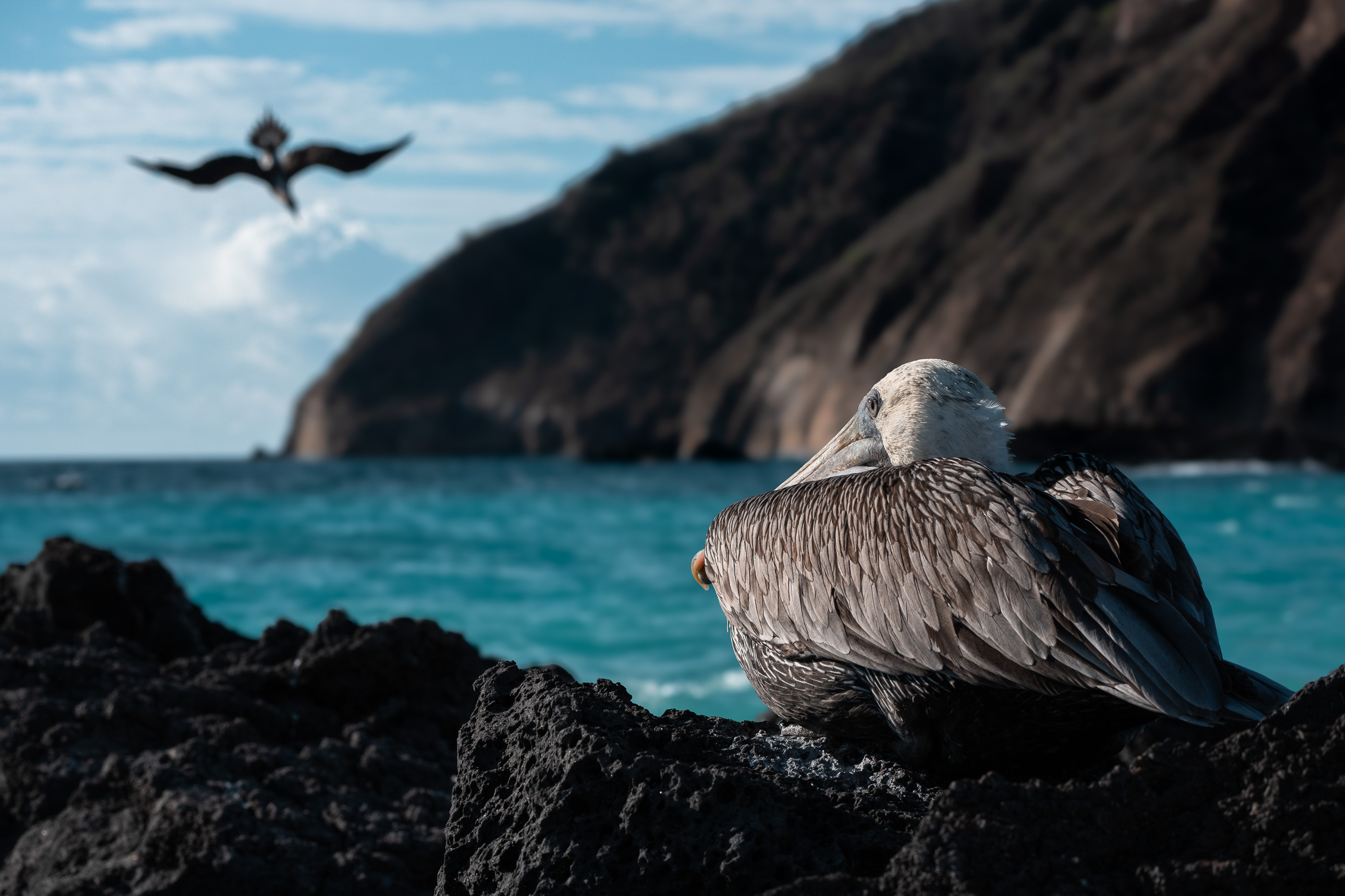 Galápagos Islands - Backcountry Gallery