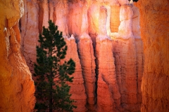 Framed Hoodoos In Bryce