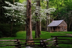 Cabin And Dogwood