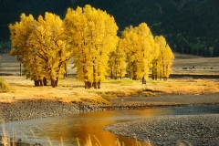 Autumn On The Lamar River