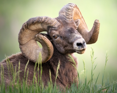 Bighorn resting in grass, headhsot