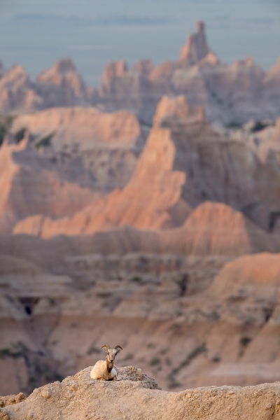 Bighorn with the badlands in the background